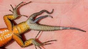 Image result for how many times can a lizard regrow its tail