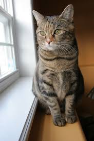 So my cat, silhoue, i noticed the other day has a knot under her skin close to her nipple. Lumps And Bumps When To Be Concerned Mspca Angell