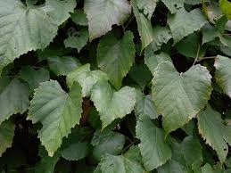 Image result for Vitis