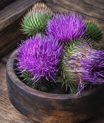 We did not find results for: Organic Herb Milk Thistle Silybum Marianum 50 Seeds Thistle Flower Medicinal Plants Bloom Blossom