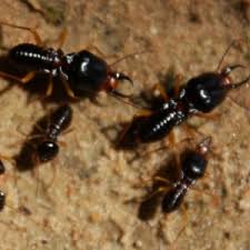 Our expert termite control team drills into the foundation from the outside wall of the building with a specifically sized drill bit. Termite Pest Control Staten Island Ny Richmond Pest Control