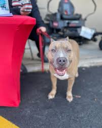 Meet Teddy🐾 Wet Noses Big Hearts Rescue, INC Teddy is a 3 year old male  neutered pit mix who has been looking for a family to give him a chance for  months.