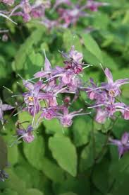 Image result for Vepris grandifolia