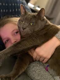 Lost grey cat near Oceanway, Jacksonville