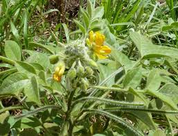 Image result for Senna hirsuta