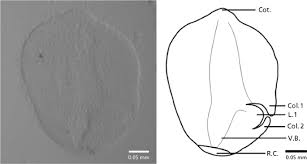 Image result for Brachythrix