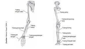Maybe you would like to learn more about one of these? Materi Ipa Kelas 4 Rangka Manusia Mashenry Com