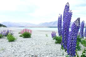 Check spelling or type a new query. New Zealand Flower Field Of Lupines
