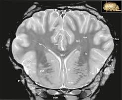 My most recent read was horse brain human brain, published by trafalgar square. Neuroanatomy Of The Equine Brain As Revealed By High Field 3tesla Magnetic Resonance Imaging