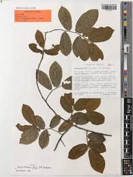 Image result for Monanthotaxis poggei