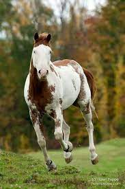 Medicine Hat Paint Horse Horses Unusual Horse Horse Love