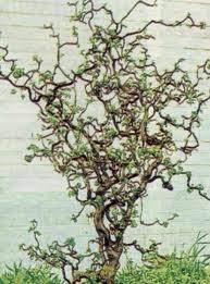 Corylus avellana, the common hazel, is a species of hazel native to europe and western asia, from the british isles south to iberia, greece, turkey and cyprus, north to central scandinavia, and east to the central ural mountains, the caucasus, and northwestern iran. 9 Contorted Filbert Ideas Garden Filbert Tree Corkscrew Hazel