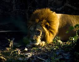 Sanjay Gandhi National Park - Mumbai ...