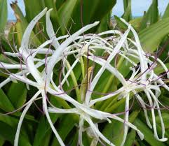 Image result for Crinum harmsii