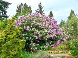 Image result for Hibiscus syriacus Violet Clair Double