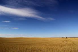 Fields Of Gold By Brad Scott Montana Image Fields Of Gold Billings Montana