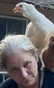 Where to find local farmers and butchers with duck and goose meat in the El  Dorado Springs, Stockton, Bolivar, Nevada, and Springfield areas?