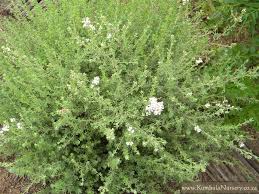 Image result for Eriocephalus racemosus