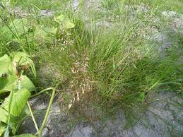 Image result for Eragrostis unioloides