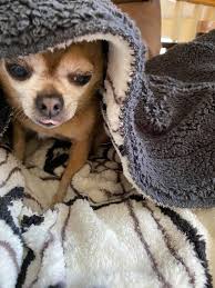 The importance of having pets for children's development