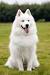 Tibetan Mastiff Big White Dog
