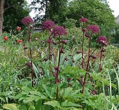 Angelica Gigas Rote Engelwurz Winterharte Stauden Stauden Mehrjahrige Pflanzen