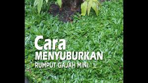 Rumput gajah mini yang sudah ditanam selama 20 hari bisa diberi pupuk dasar seperti pupuk urea atau pupuk npk. Cara Menyuburkan Rumput Youtube
