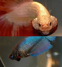 How To Tell If Your Betta Fish Is A Boy Or A Girl Betta Fish Betta Betta Fish Care