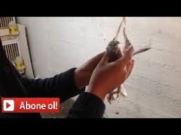 Taklaci Guvercin Disi Mi Erkek Mi Nasil Anlasilir Youtube