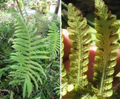 Image result for Christella dentata