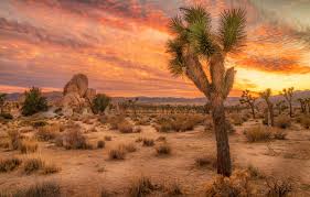 We did not find results for: Wallpaper Sand The Sky Clouds Trees Sunset Stones Desert Ca Usa The Bushes Joshua Tree National Park Images For Desktop Section Priroda Download