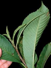 Image result for Tetracera