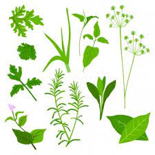 Herbal Daun Vektor Vektor Misc Vektor Gratis Download Gratis