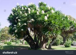 Image result for Yucca gigantea