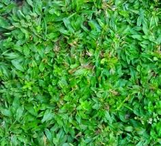 Rumput gajah mini merupakan rumput berdimensi pendek, yang ialah tipe lain dari rumput gajah.rumput ini sangat disukai oleh banyak orang, sebab tampilannya yang hijau serta menarik. Jual Rumput Gajah Mini Di Padang Www Stewartflowers Net