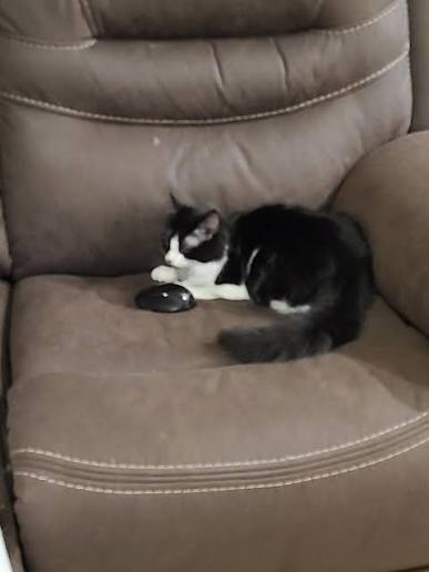 🐱😂 This Cat Caught 27 Mice in One Night… Then Lined Them Up Like a Trophy  Collection Most cats bring home one surprise. This overachiever brought  home 27. After an unbelievable night