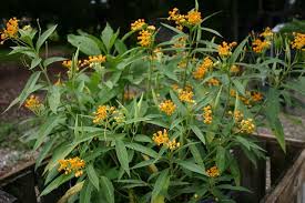 Pin By Re Max Flagstaff On Florida Native Plants Florida Gardening Native Plants Florida Plants