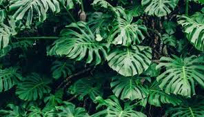 I started digging into soil mixes for aroids, since the majority of my collection falls within the aroid category. What S An Aroid Singapore S 1 Gardening Landscaping Company