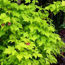 Image result for Rubus pinnatus