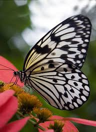 Black And White Striped Butterfly With Red Pin By Peggy On Butterflies White Butterfly Zebra Butterfly Butterfly