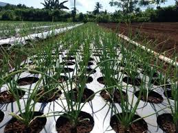 Nama varietas jelas, benih tidak kadaluarsa. Menghitung Kebutuhan Benih Bawang Merah Agung Budi Santoso