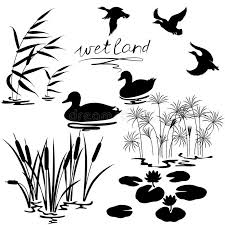 Wetland Plants And Birds Set Set Of Silhouettes Of Water Plants And Ducks Ad Birds Set Wetland Plants Wa Silhouette Art Water Art Duck Silhouette