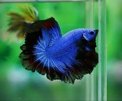 40 Naturally Occurring Blue Colored Animals Tail And Fur Betta Fish Betta Animals