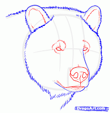 How to draw a bear step by step for beginner simple and easyhow to draw a bear face,how to draw a bear art for kids hub,how. How To Draw Grizzly Bears Step By Step Forest Animals Animals Free Online Drawing Tutorial Added By Makangeni Januar Bear Paintings Bear Drawing Bear Art