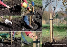 ‫آموزش قیم گذاری بعداز کاشت نهال‬‎