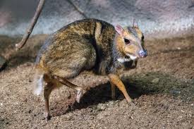 Unlike deer, the males have no. Tiniest Hoofed Animal Mouse Deer Born At Prague Zoo Daily Squee Cute Animals Cute Baby Animals Cute Animal Pictures Animal Gifs Gif Animals