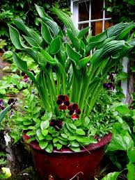 Funkien Hosta Eine Pflegeleichte Und Imposante Staude Gelbrandfunkie Cultorumparadise Garten Pflanzen Blattpflanzen Mehrjahrige Pflanzen