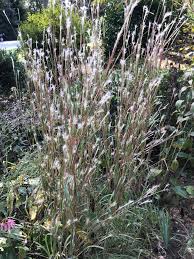 Image result for Andropterum