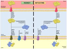 Image result for P-Glycoprotein