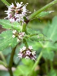 Image result for Sanicula elata